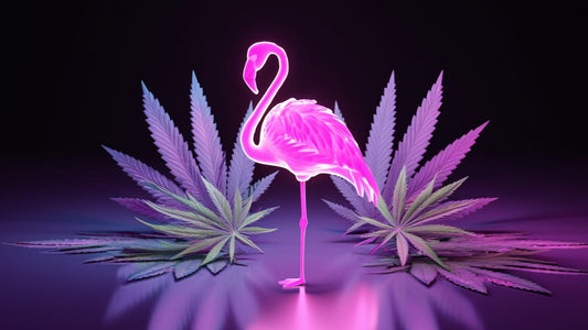 Welcome To The TSB Fam Dank Flamingo!