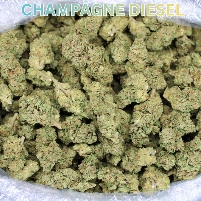 Cheap THCA Flower Quarter Pound