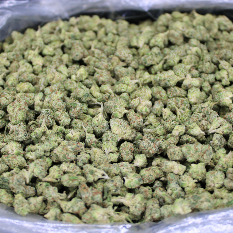 Dank Runtz THCA Flower