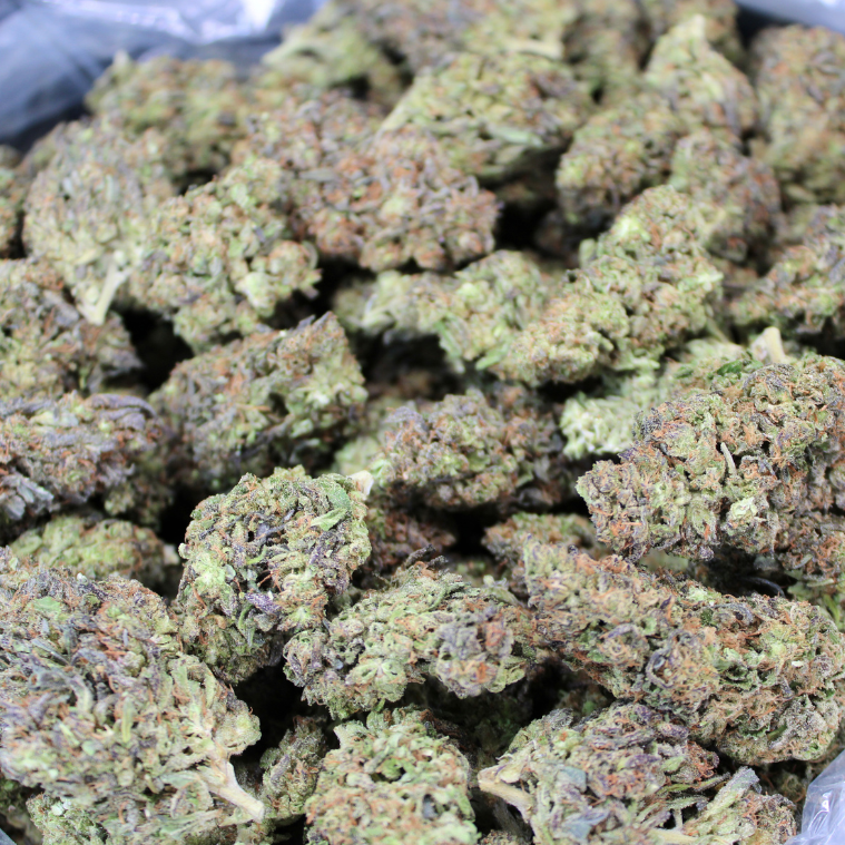 Gorilla Glue THCA Flower