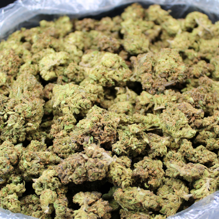 Gumbo THCA Flower