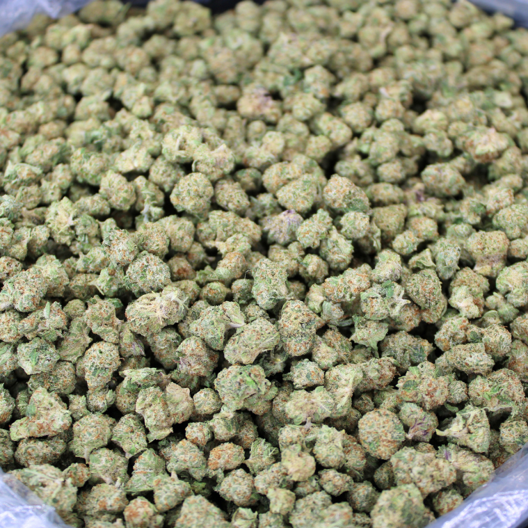 THCA Queen