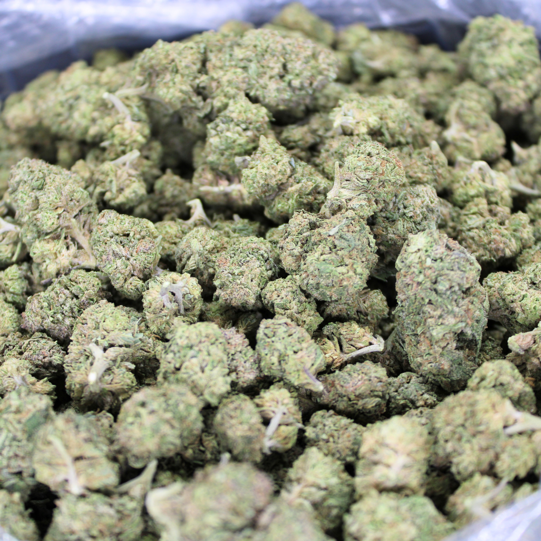 THCA Queen