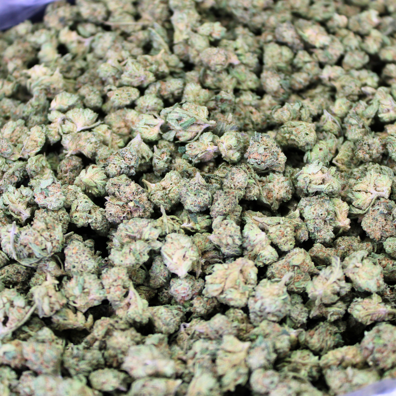 Venom OG THCA Flower