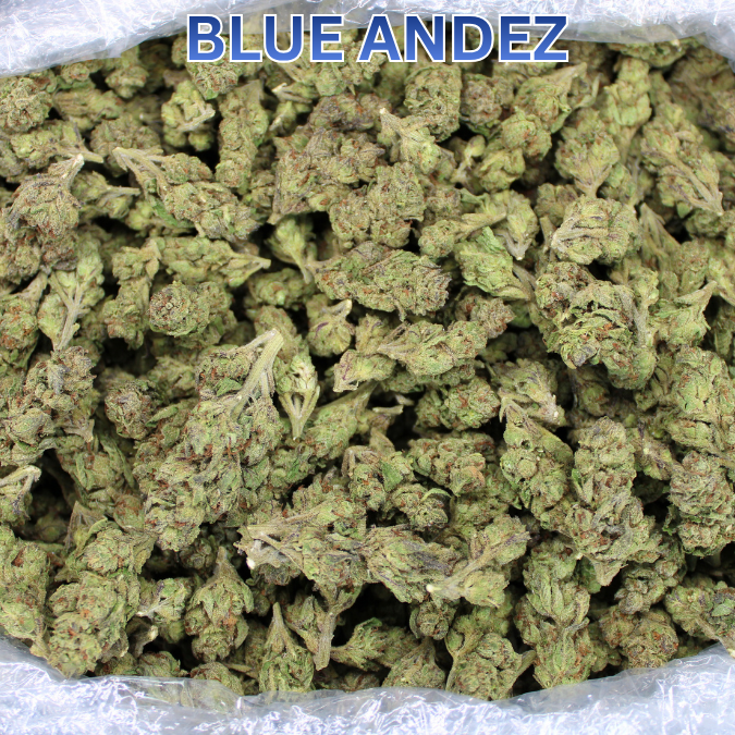Light Assist THCA Smalls Restocked Featuring Blue Andez Mediums!