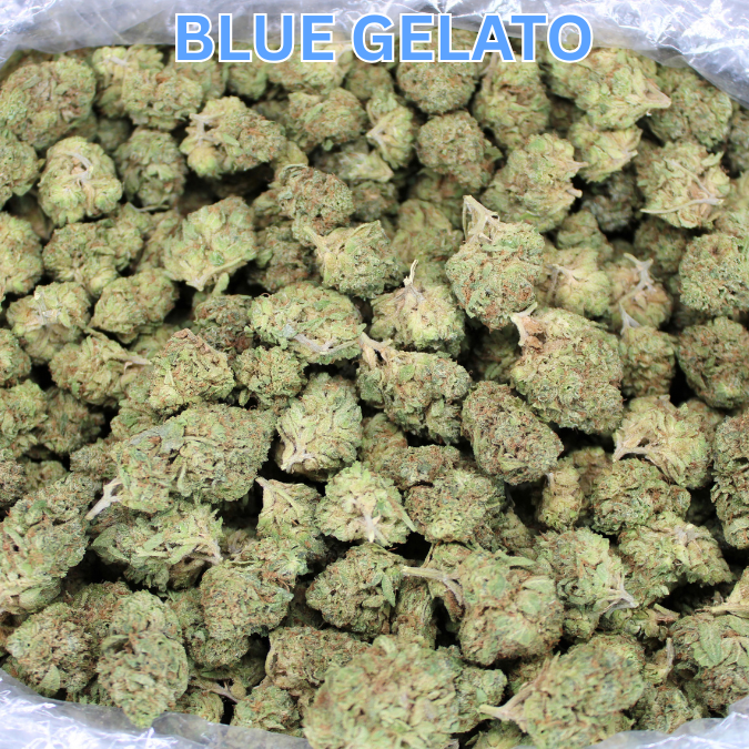 Blue Gelato THCA Flower Added To Hybrid Depot Deals!