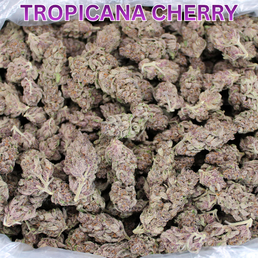 Super Frosty Tropicana Cherry THCA Flower Now In Stock!