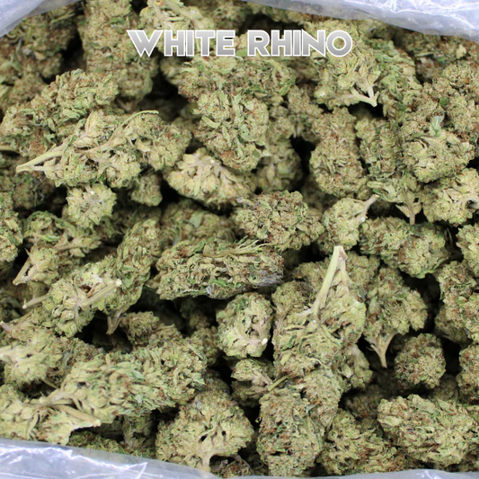 White Rhino THCA Strain Review: Potent Indica Hybrid