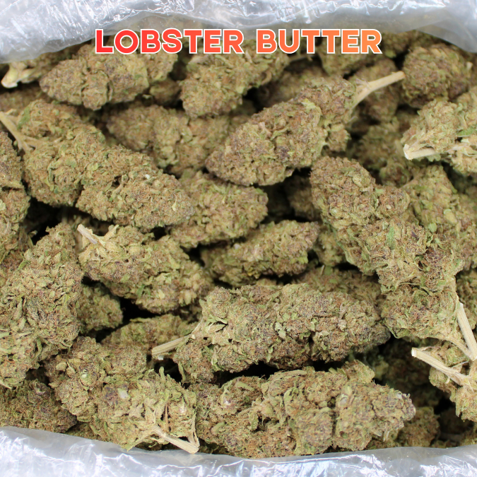 Cheap THCA Flower Pounds Restocked Including The Return Of Lobster Butter!