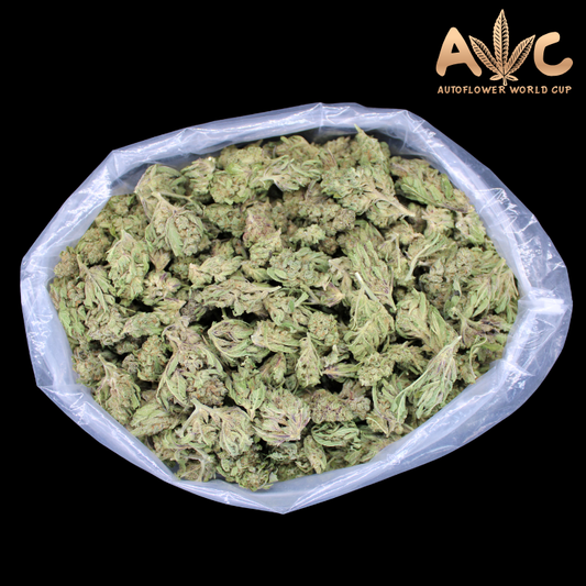 Fresh Autoflower Cup Winners Now In Stock!