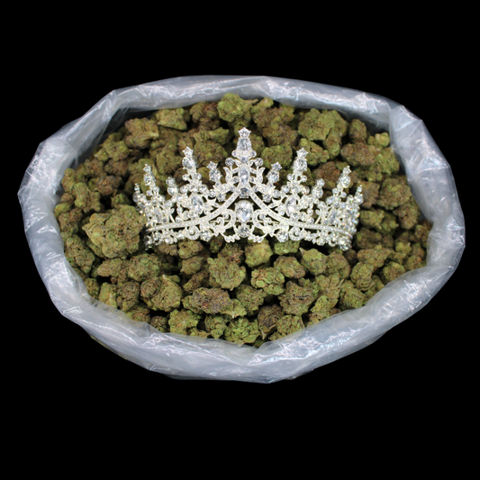 More Spring Break THCA Queen's Released!