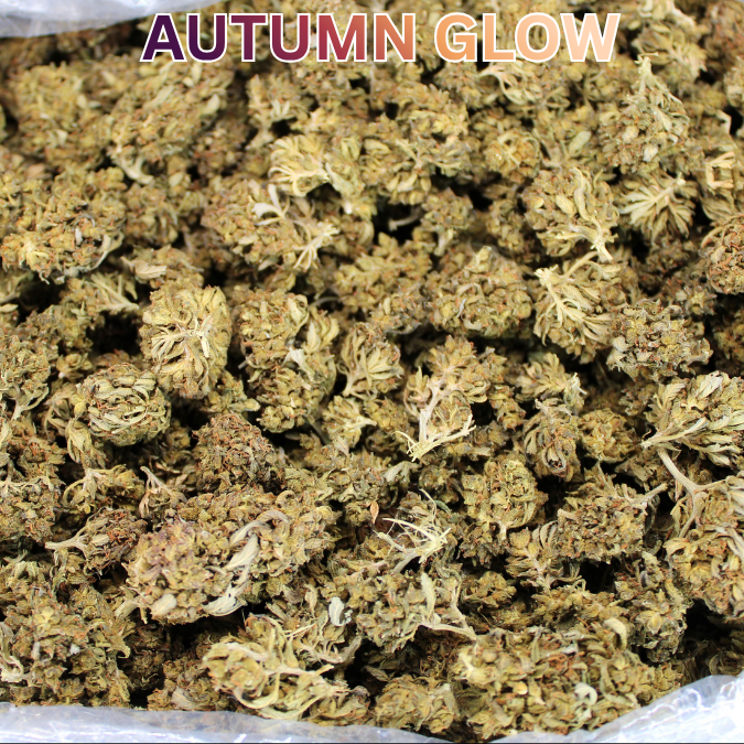 THCA Flower Budget Buds