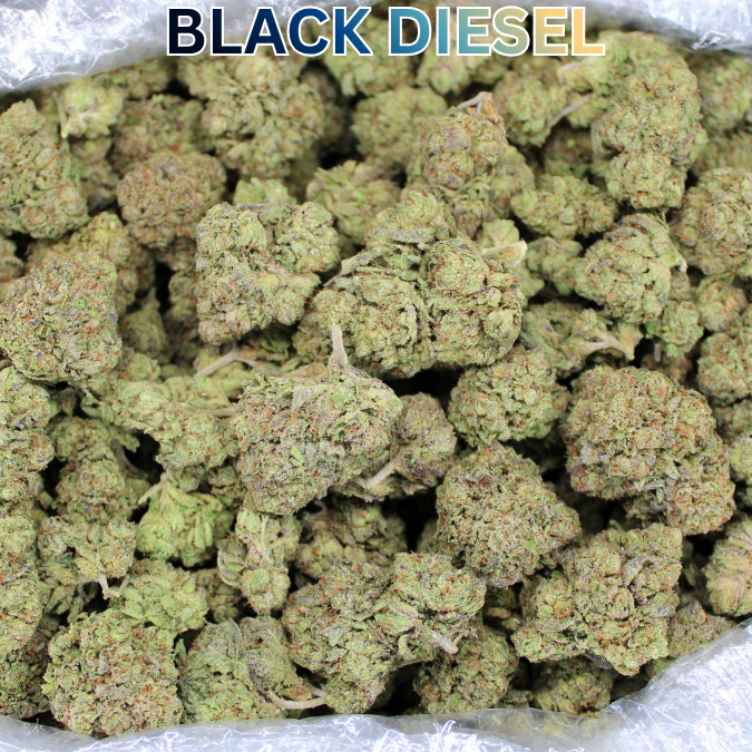 Black Diesel THCA Flower
