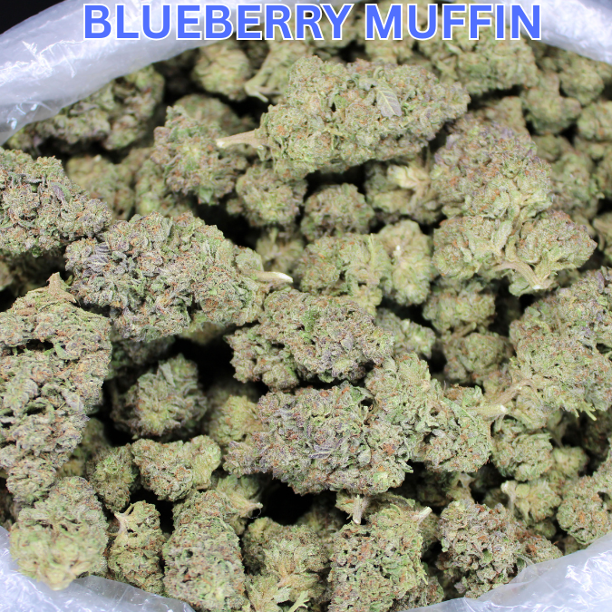 Blueberry Muffin THCA Flower