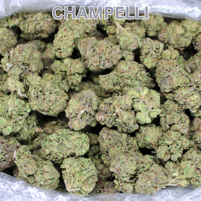 Champelli THCA Flower