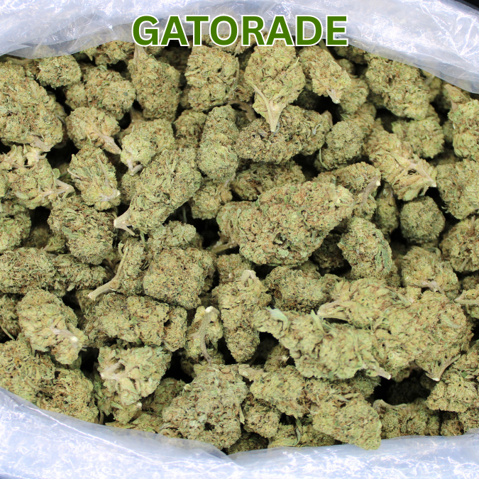 Gatorade THCA Flower