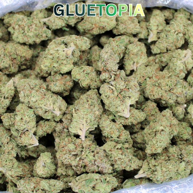 Gluetopia THCA Flower