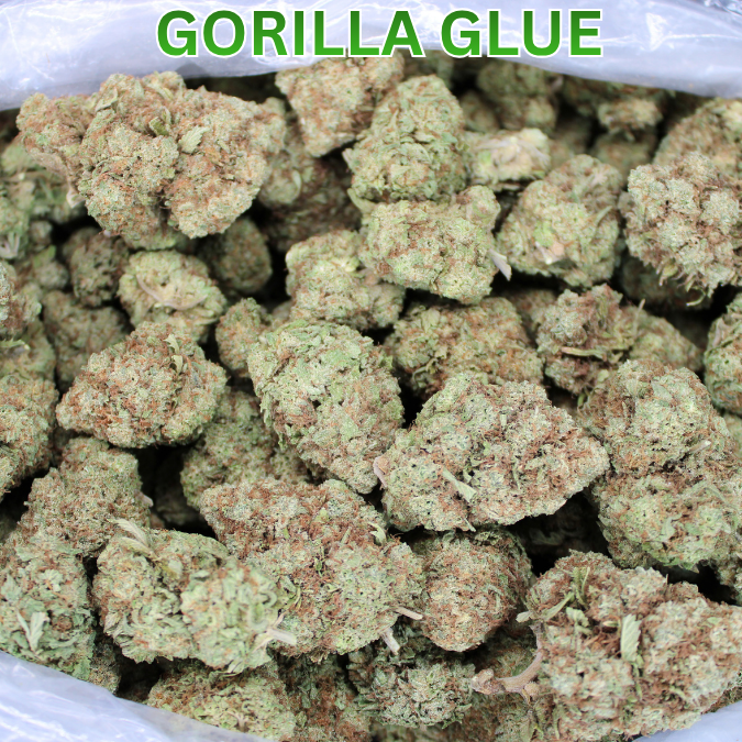 Gorilla Glue THCA Flower