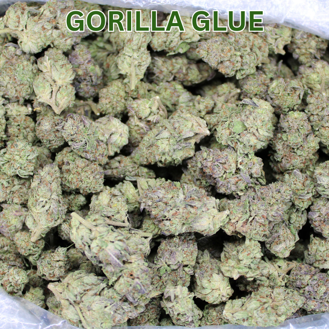 Gorilla Glue THCA Flower