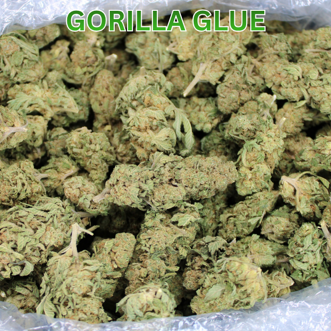 Gorilla Glue THCA Flower
