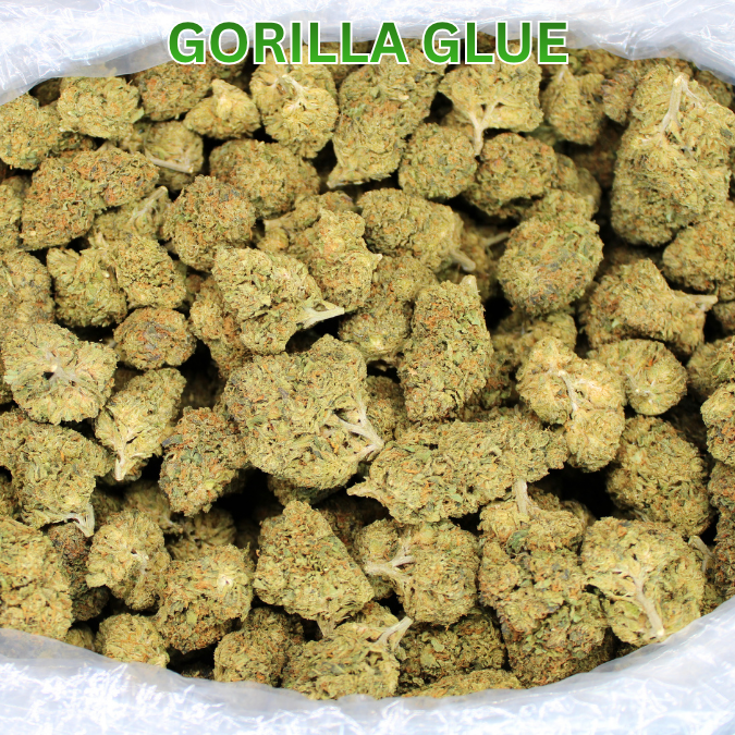 Gorilla Glue THCA Flower