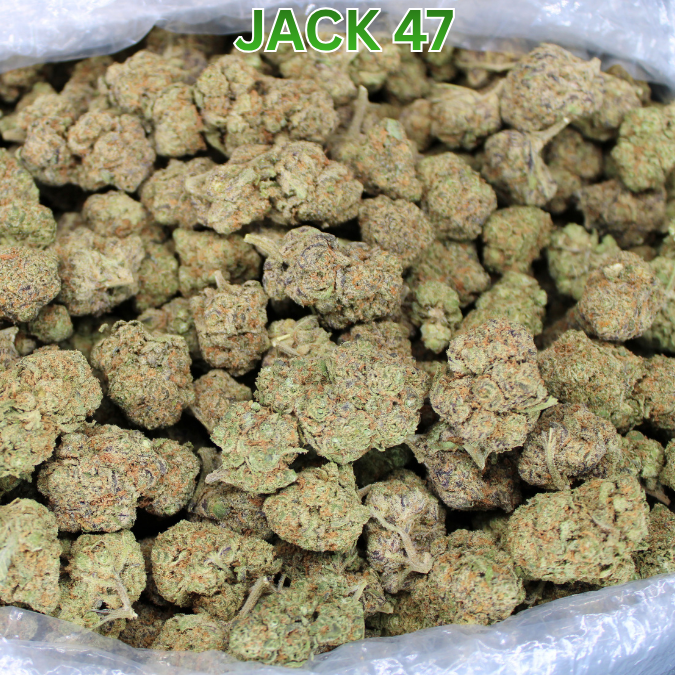 Cheap Indoor THCA Flower Ounce
