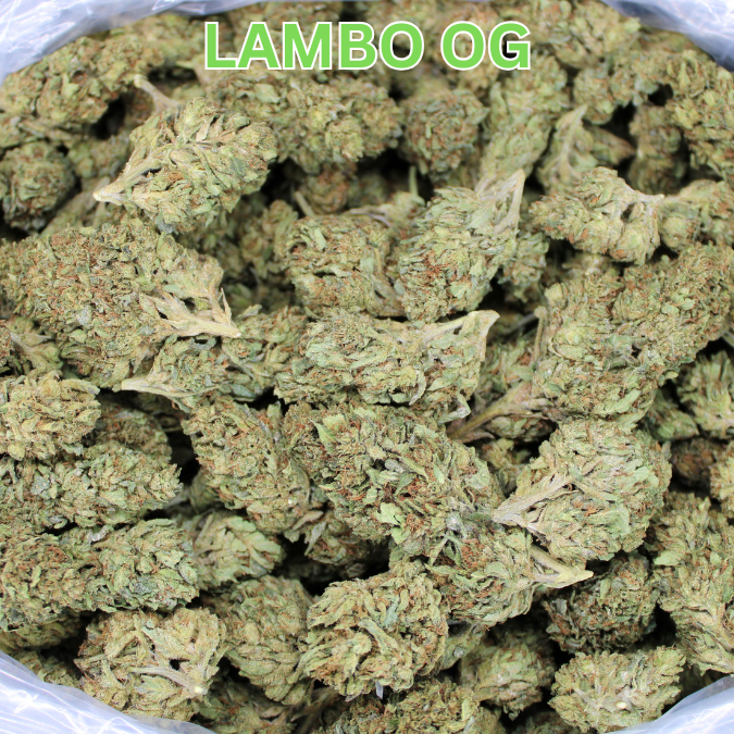 Lambo OG THCA Flower