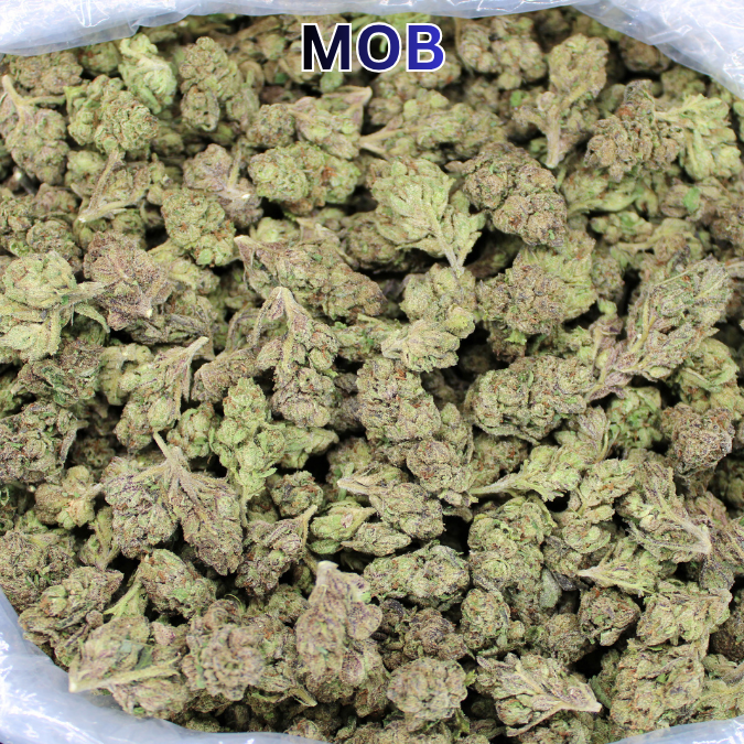 Money Over Bitches (MOB) THCA Flower