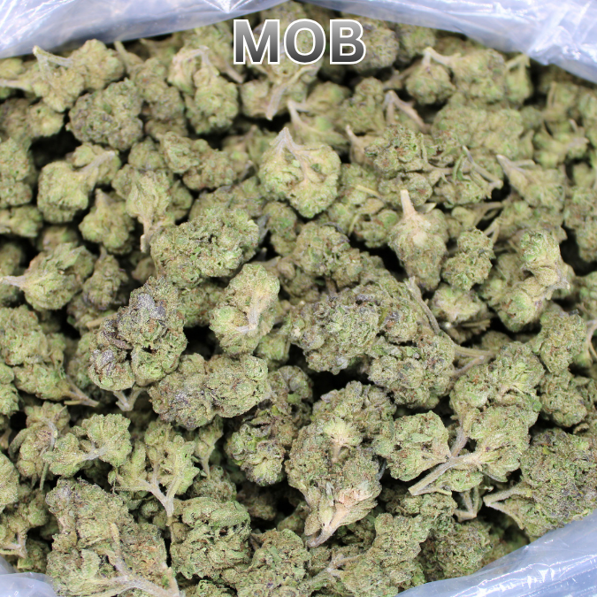 Money Over Bitches (MOB) THCA Flower