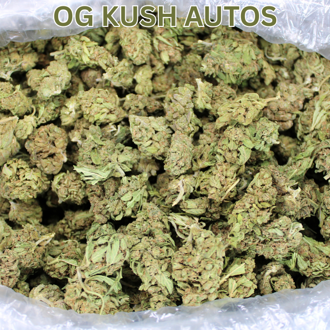 OG Kush THCA Autoflower