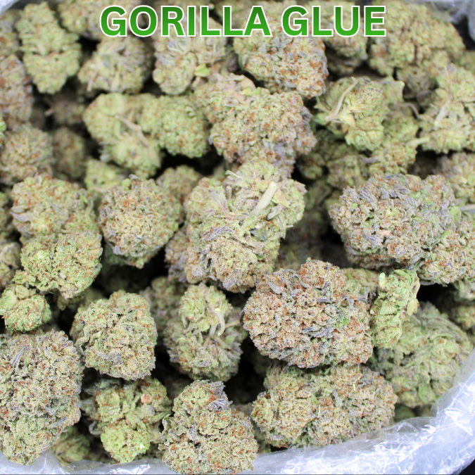 Gorilla Glue THCA Flower (Purple Cut)