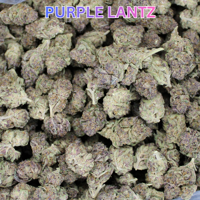 Purple Lantz THCA Flower