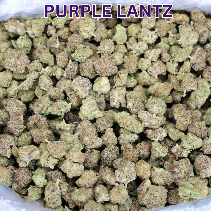 Purple Lantz THCA Flower