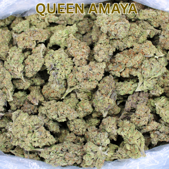 THCA Queen