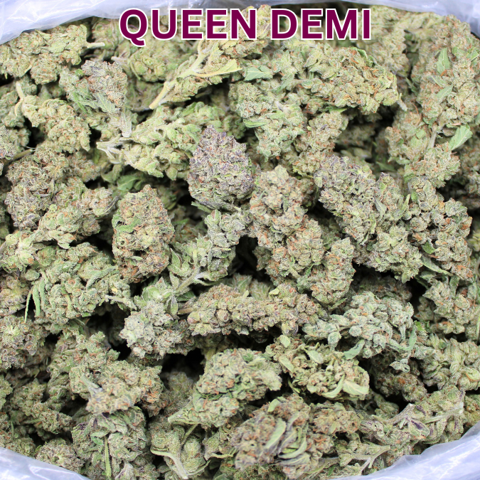 THCA Queen