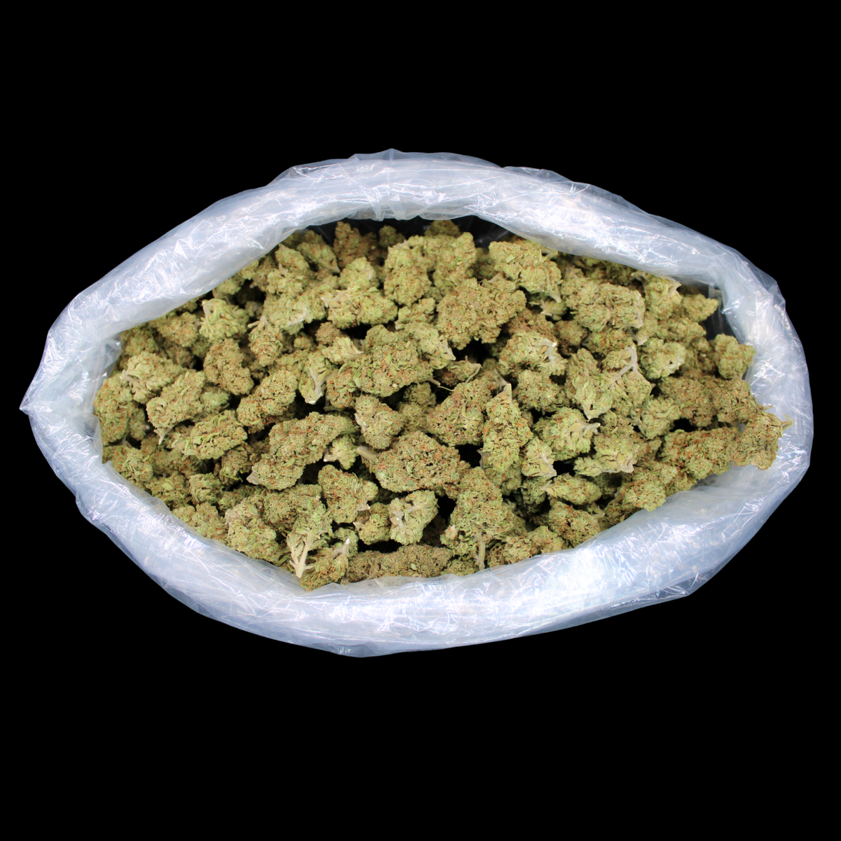 THCA Queen