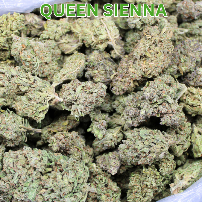 THCA Queen