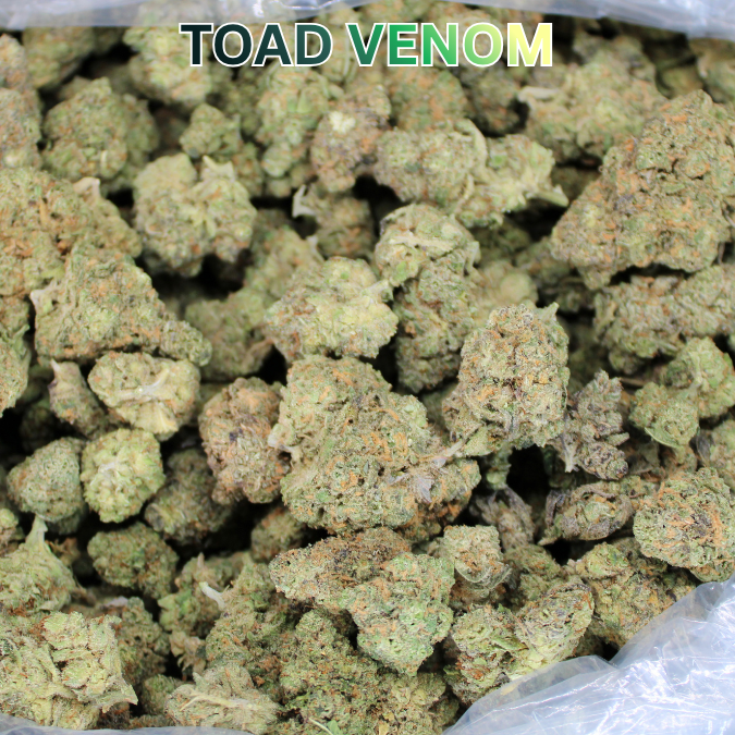 Toad Venom THCA Flower