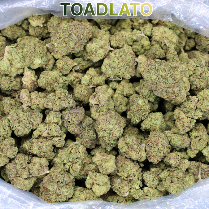 Toadlato THCA Flower