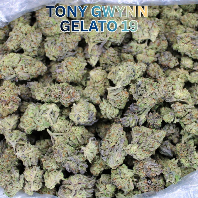Tony Gwynn Gelato THCA Flower