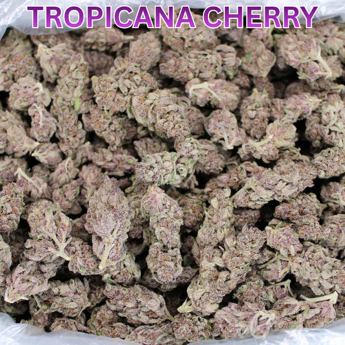 Tropicana Cherry THCA Flower