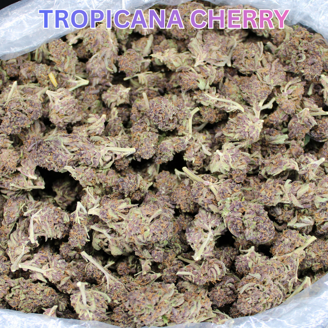 Tropicana Cherry THCA Flower