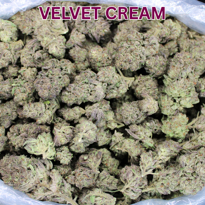 Velvet Cream THCA Flower
