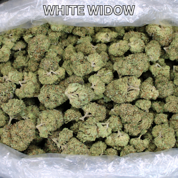 White Widow THCA Flower