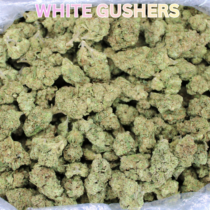 White Gushers THCA Flower
