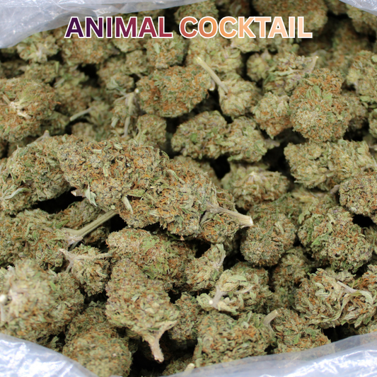 Animal Cocktail THCA Flower