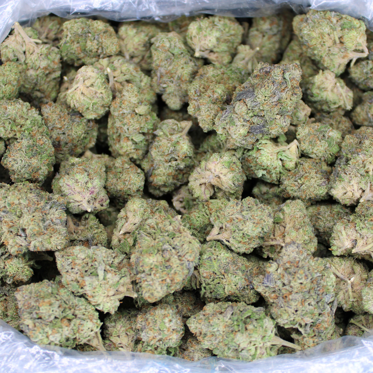 Crazy Glue THCA Flower