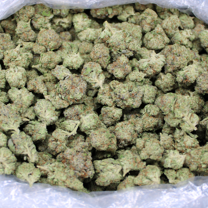 Dank Bugatti Indoor THCA Flower