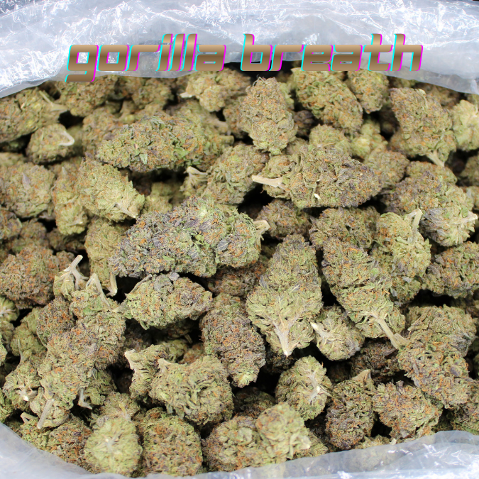 Gorilla Glue THCA Flower