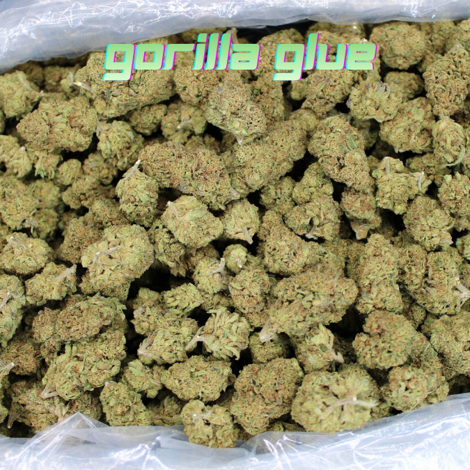 Gorilla Glue THCA Flower